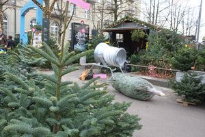 Tannenbaum Verkauf Stadt Bern